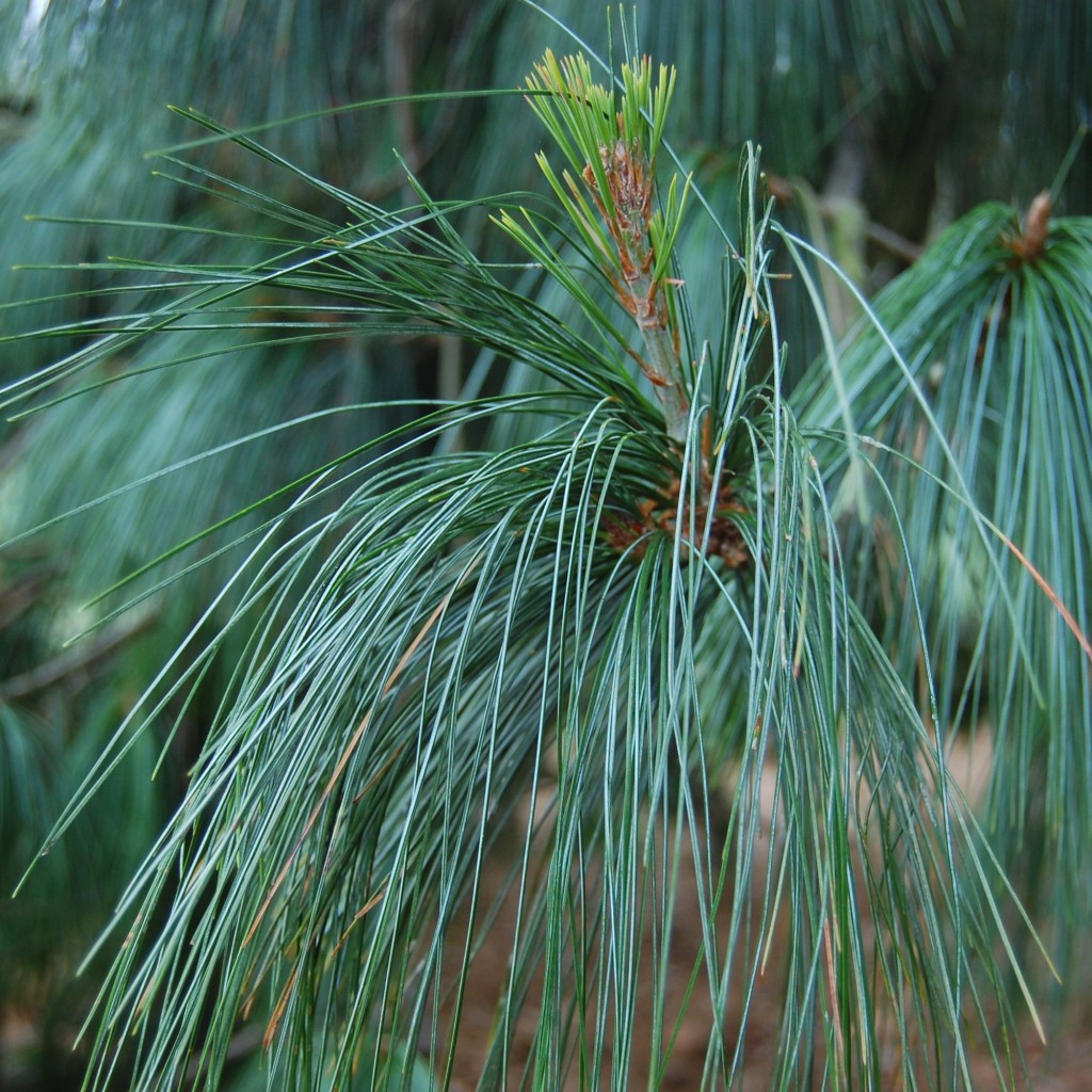 Сосна гималайская