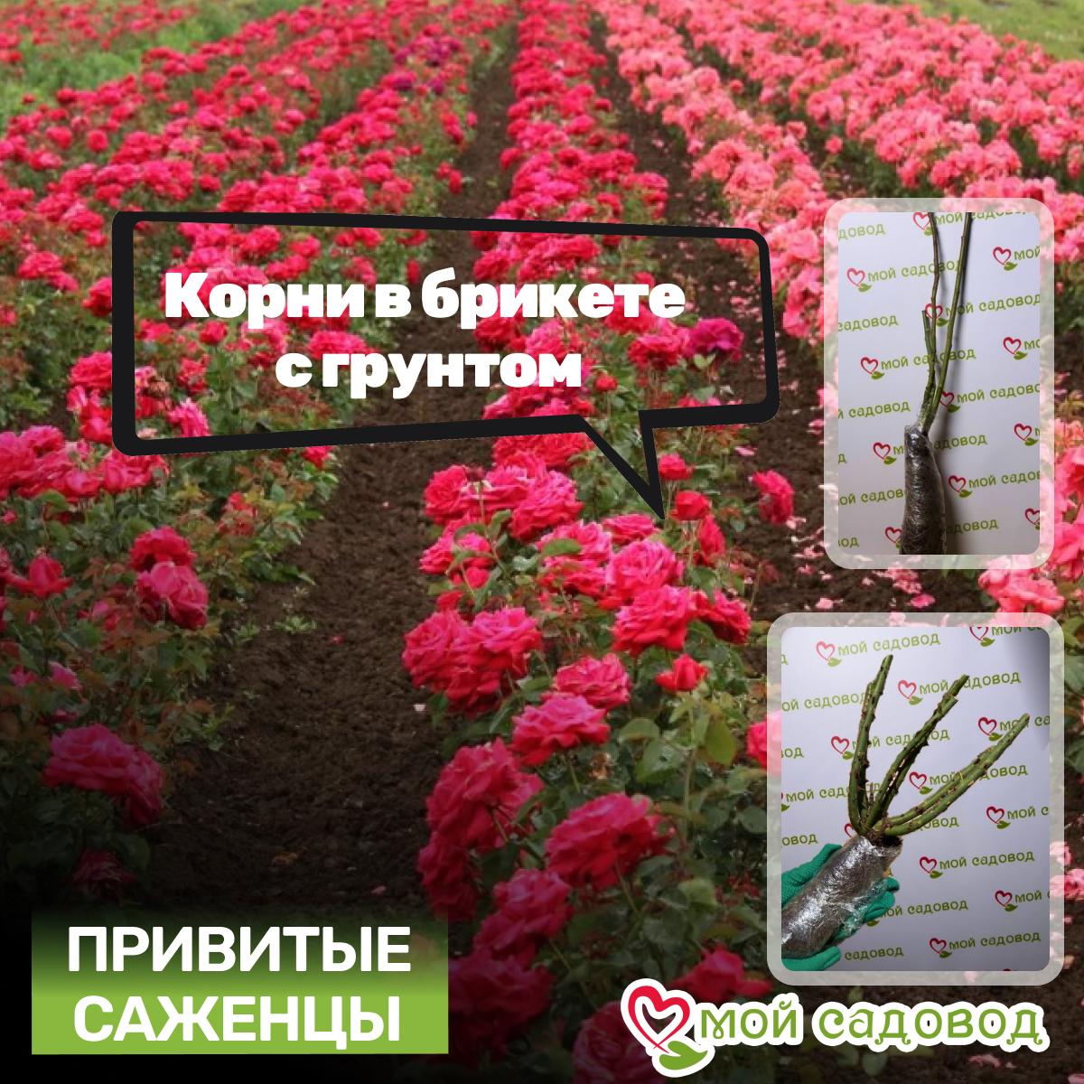 Роза Андре Тюрка