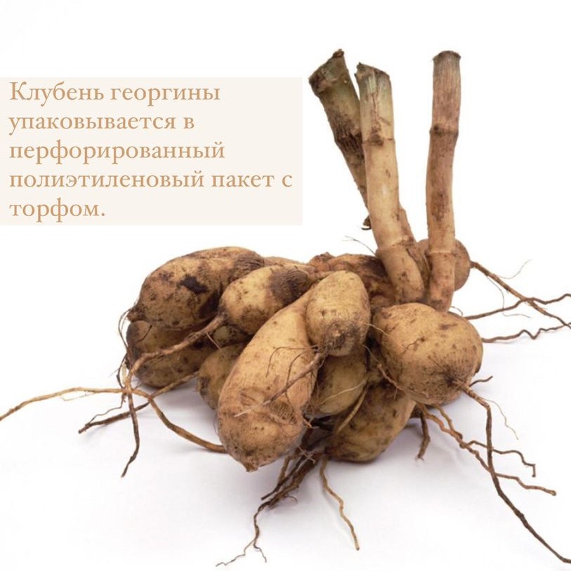 Георгина декоративная КРЕЙЗИ ЛАВ (DOWNHAM ROYAL)